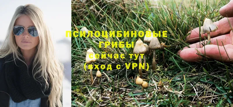 Псилоцибиновые грибы Cubensis Нижняя Салда